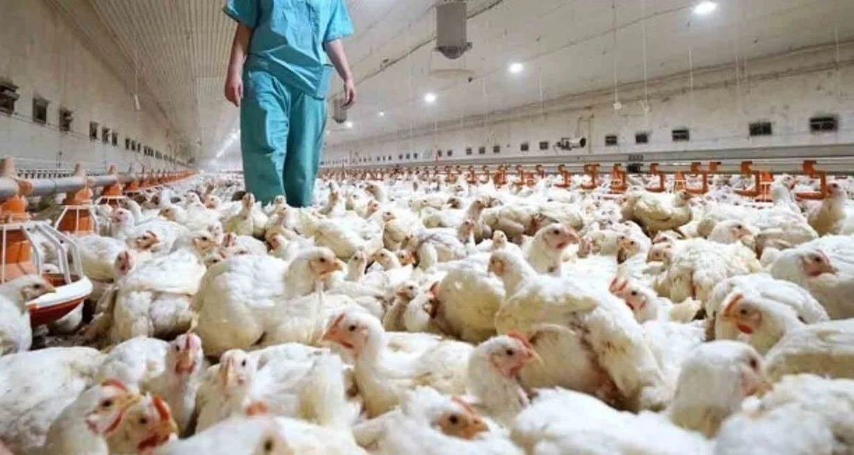Miles de aves sacrificadas en Entre Ríos tras confirmarse el primer brote de influenza aviar en la provincia