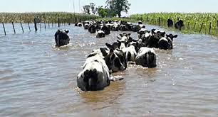 En Castellanos y Las Colonias están estancados por el agua