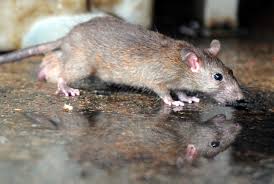 Lepstospirosis en el Nodo Santa Fe
