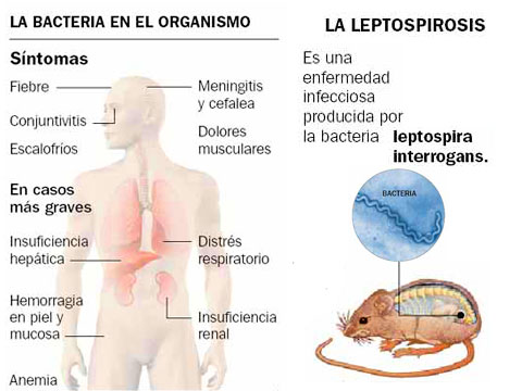 Salud confirmó 50 casos de leptospirosis en la provincia