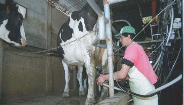 Santa Fe: La producción de leche mermó un 17 %