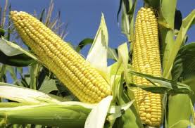 Censo Agropecuario 2017