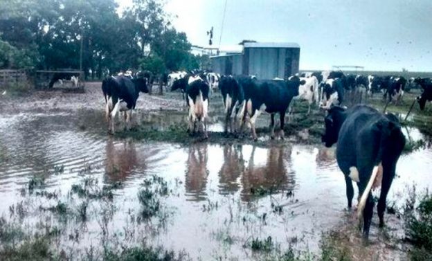 Emergencia lechera: la producción cayó 13% en 2016