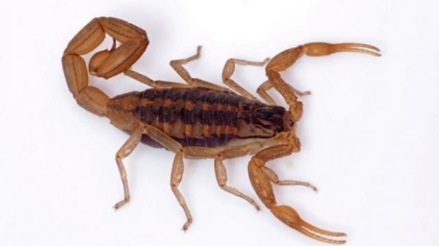 Recomendaciones para prevenir picaduras de alacranes y mordeduras de serpientes