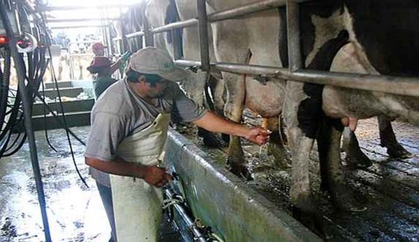Emergencia hídrica: 1.200 tambos afectados de los 4.100