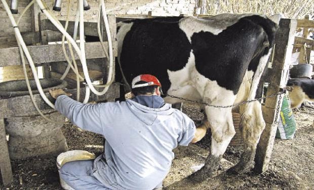 La Pelada: requisitos para gestionar créditos de la provincia de Santa Fe a los productores tamberos