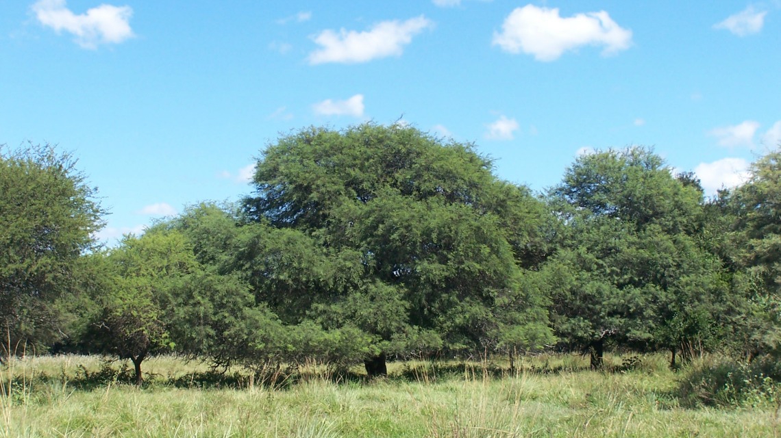 CONTINÚA ABIERTA LA INSCRIPCIÓN PARA PRESENTAR PLANES DE APROVECHAMIENTO SUSTENTABLE DE BOSQUES NATIVOS