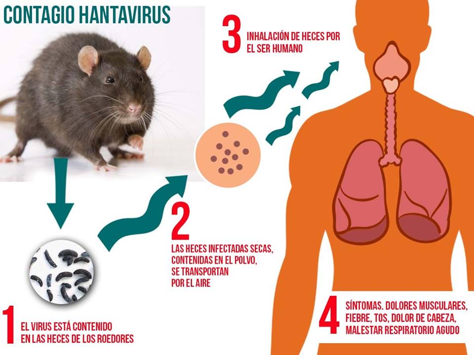 DOS CASOS DE HANTAVIRUS EN NUESTRA LOCALIDAD