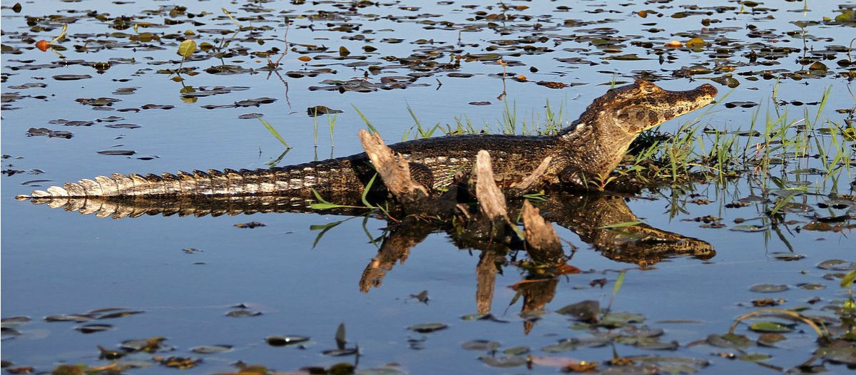 POR EL DIA DEL MEDIO AMBIENTE LIBERARON YACARÉS EN ISLETA LA LINDA