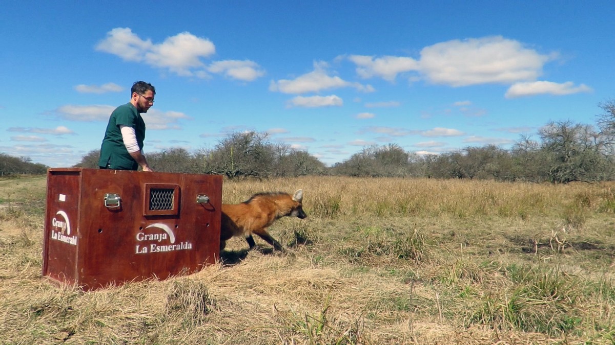 LA PROVINCIA LIBERÓ A UN EJEMPLAR DE AGUARÁ GUAZÚ EN SAN JUSTO