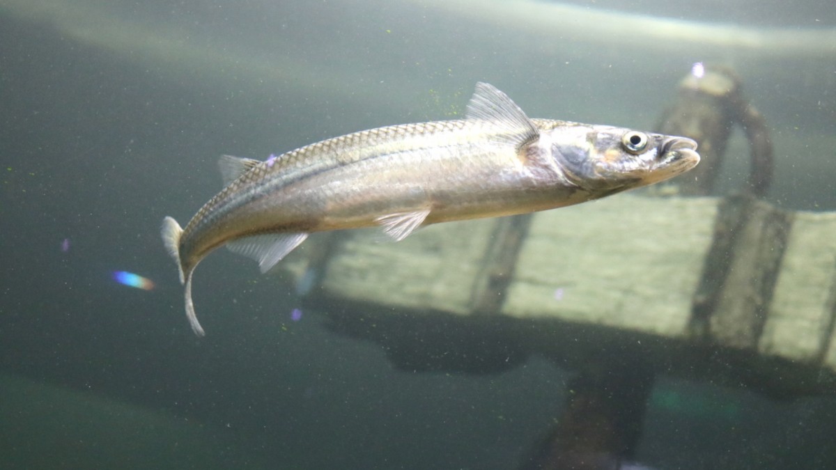 INVESTIGADORES DEL ACUARIO DEL RÍO PARANÁ IDENTIFICAN CARACTERÍSTICAS GENÉTICAS DE PEJERREYES