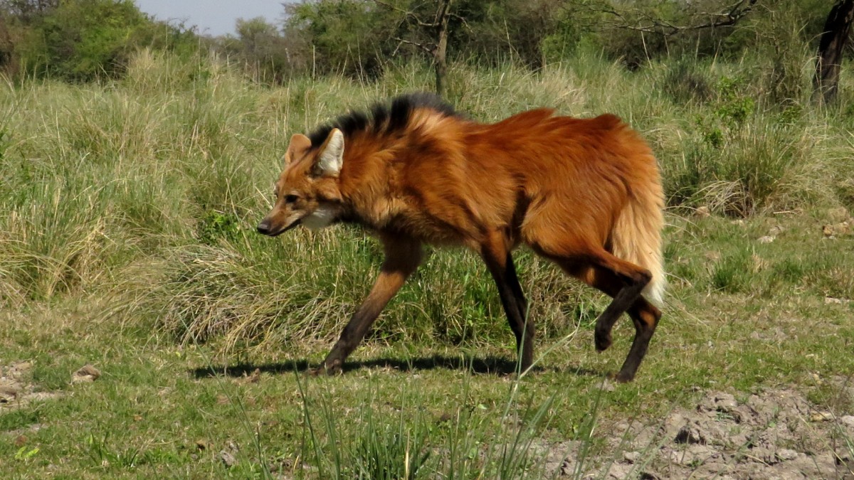 LA PROVINCIA REALIZARÁ SEGUIMIENTOS SATELITALES A EJEMPLARES DE AGUARÁ GUAZÚ