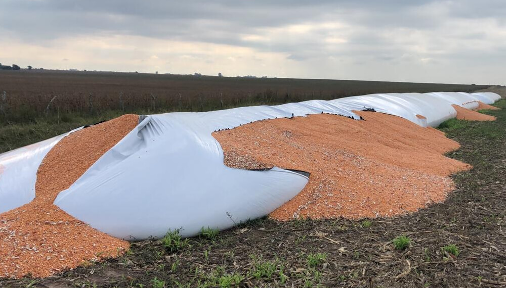 Rompieron silobolsas en un campo del departamento