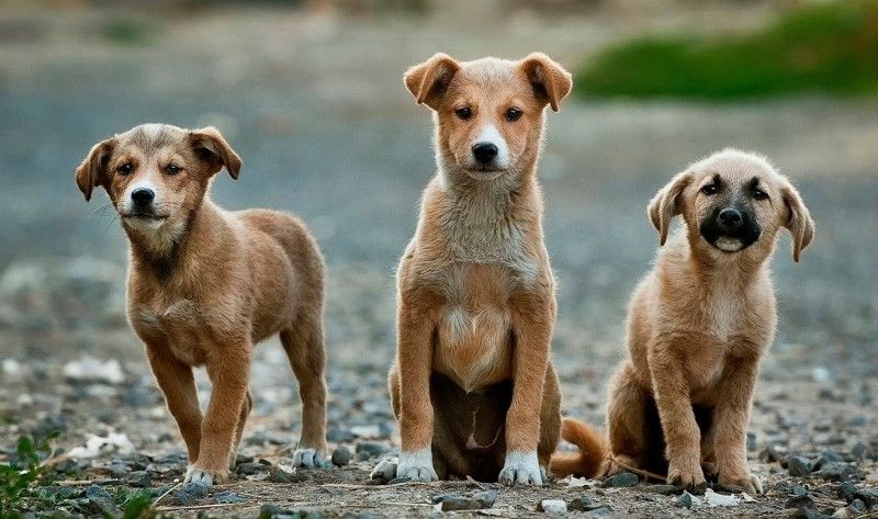 Un proyecto de Ley presentado en la Cámara de Diputados pide que se enseñe derechos animales en las escuelas.