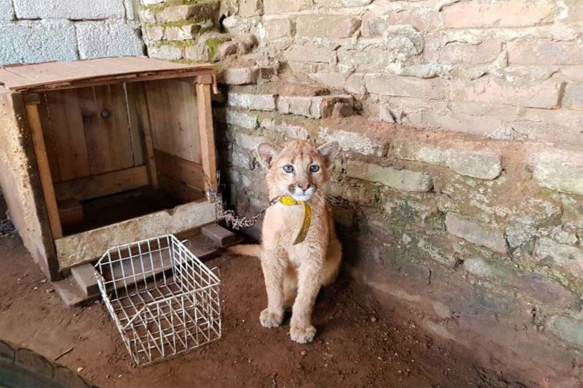Negligencia o Ignorancia? Cada vez mas reportes de personas con animales pertenecientes a fauna silvestre.