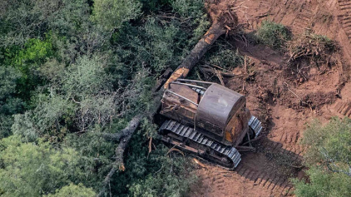 Tristeza; Argentina deforestó 50 mil hectáreas desde marzo.