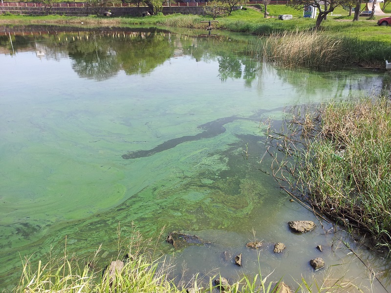 ¿Qué son las floraciones de cianobacterias que afectan a la laguna Setúbal y al Salado?