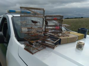 Franck; Secuestro de aves silvestres por caza ilegal.