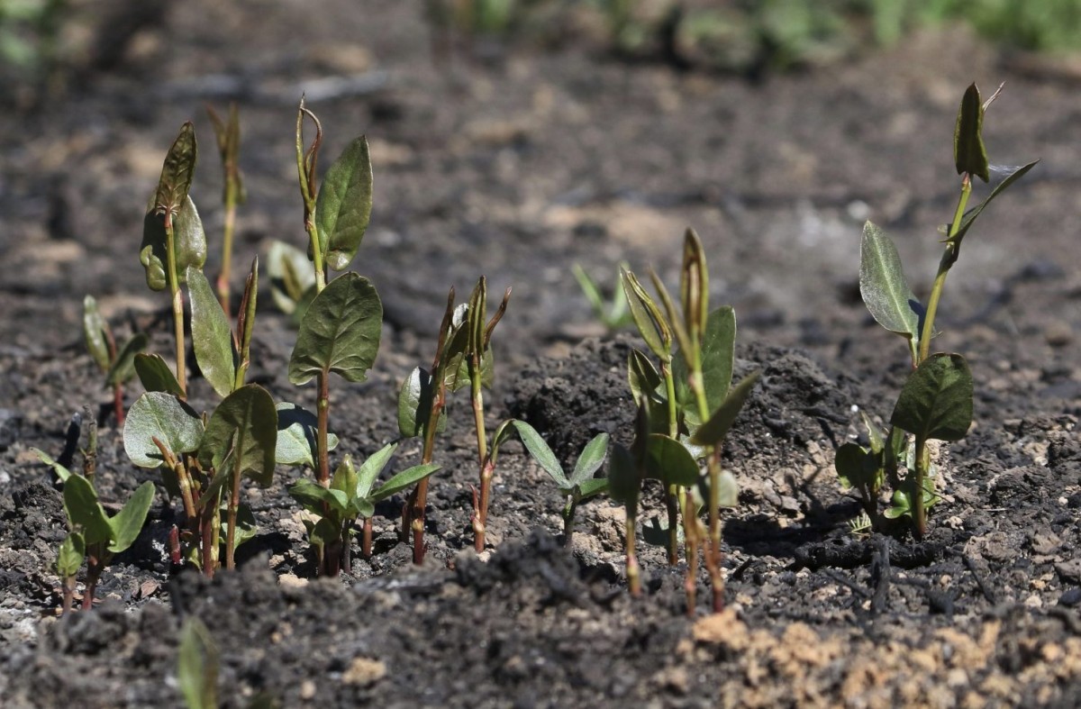 Tras meses de fuego, aparecieron brotes verdes entre las cenizas del humedal.