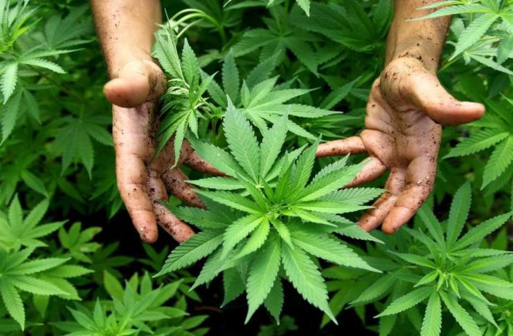 Histórico; el Gobierno legalizó el autocultivo para uso medicinal y el expendio de aceites en farmacias