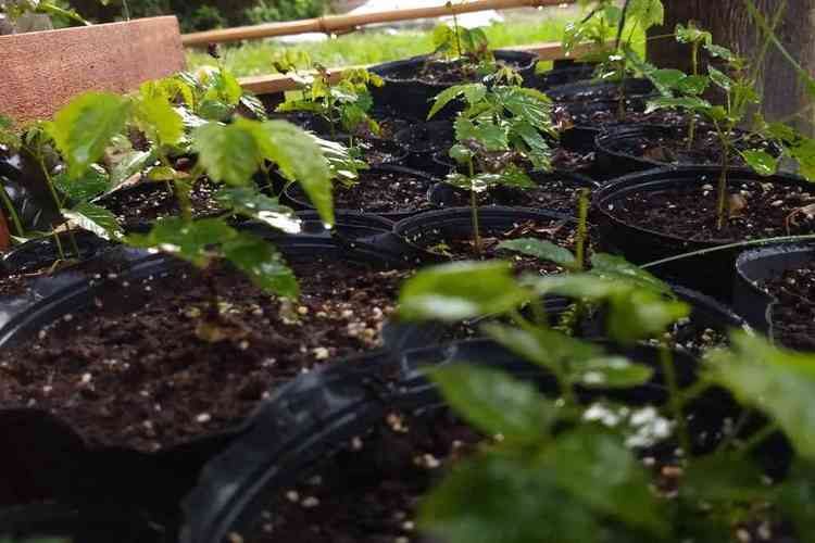 La comuna de Franck adhiere a la ONG “Semana del Árbol”