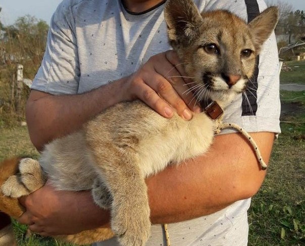 Salió de su casa y encontró un puma en la puerta.