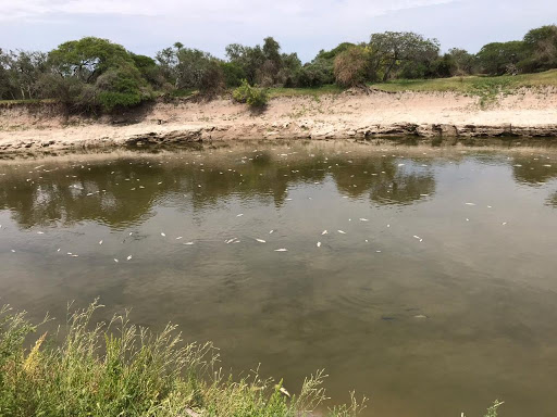 Soledad; Impresionante cantidad de peces muertos en el Río Salado.