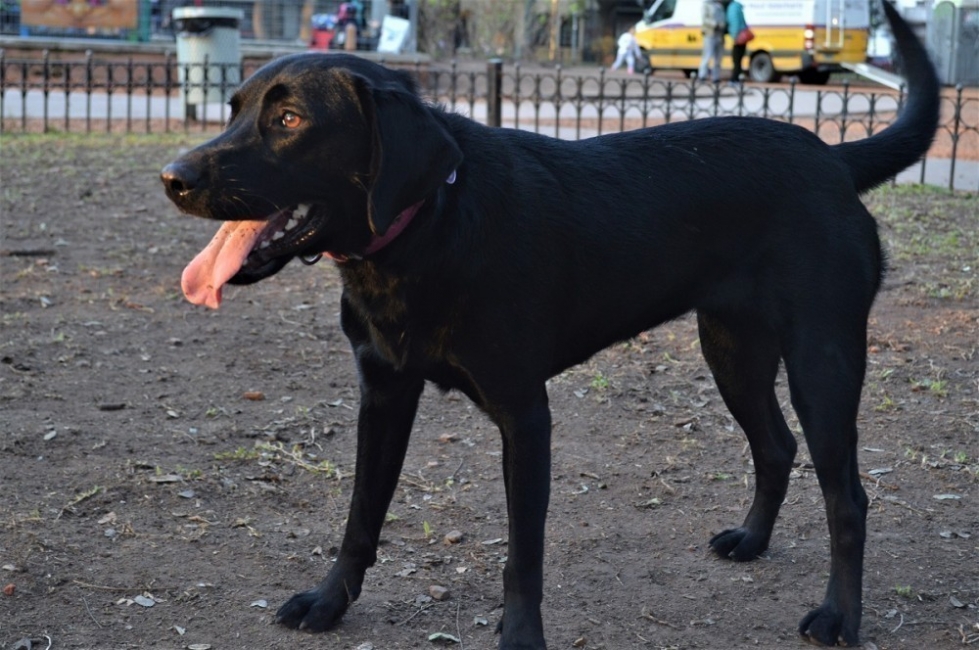 Maltrato animal, en Sastre un hombre fue condenado por golpear y matar a un perro