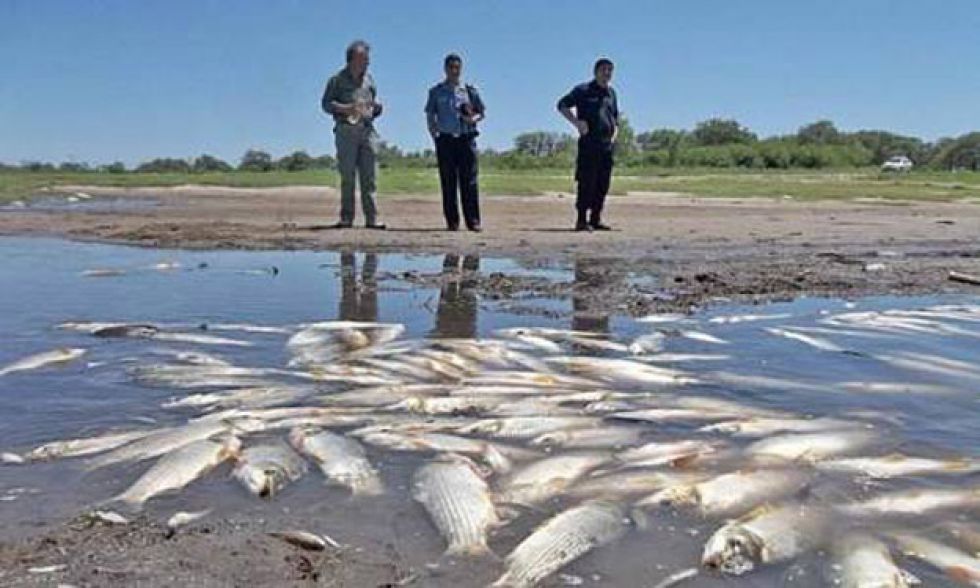 Mortandad de peces: qué demostraron los análisis sobre el río Salado?