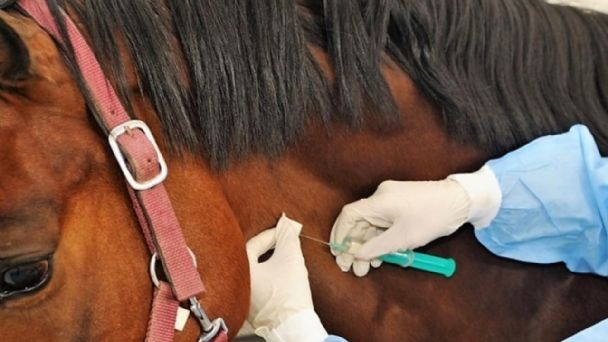 Utilizan suero equino para el tratamiento de coronavirus