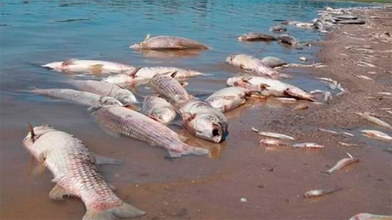 Mortandad de peces; la principal hipótesis es la falta de oxígeno