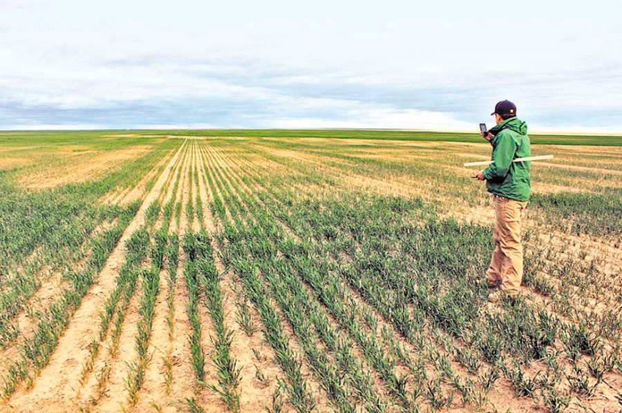 Santa Fe tuvo una baja campaña  de trigo, en esta temporada.