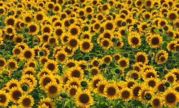 Girasol: mejoraron los rendimientos en el centro y norte de Santa Fe