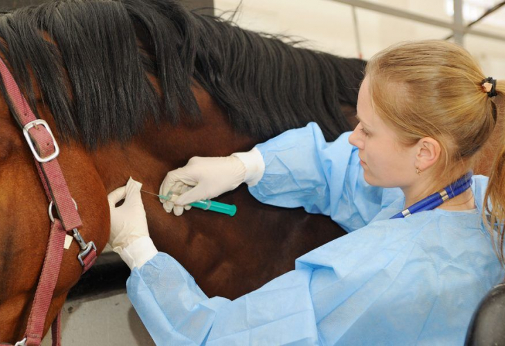 Suero equino, se lo están aplicando a pacientes internados en el Hospital Cullen