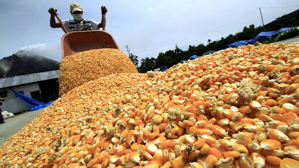 Prioridad al mercado interno; evalúan reabrir las exportaciones de maíz tras alcanzar un acuerdo con los productores