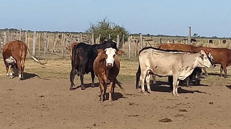 El Senador Michlig reclamó por el delito rural