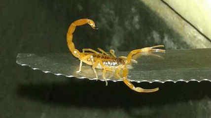 Alacranes; cuidados y recomendaciones ante la masiva aparición de estos insectos.