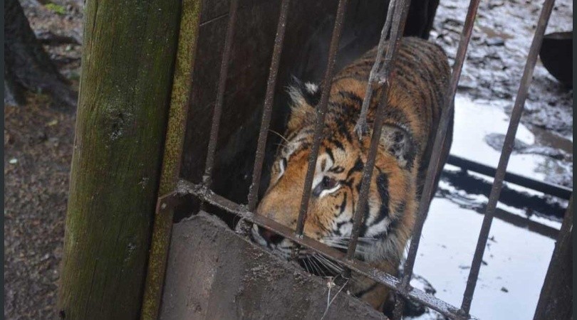 Rescataron más de 300 animales de un criadero clandestino cerca de Mar del Plata