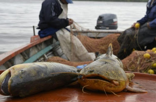 Tregua pesquera; aceptan la propuesta del gobierno a la “veda parcial”