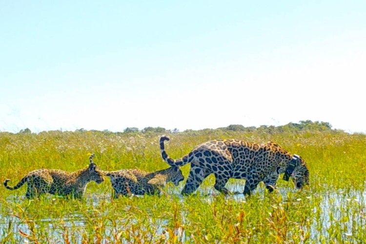 Por primera vez liberan a una familia de yaguaretés en Iberá