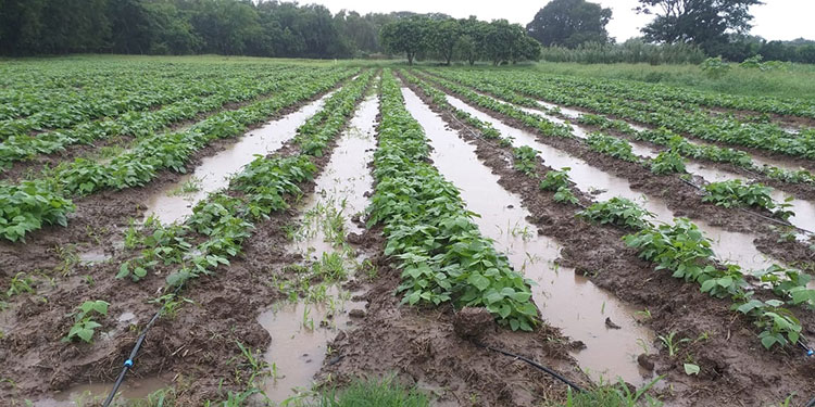 Las lluvias impidieron las actividades agrícolas en el centro y norte de Santa Fe