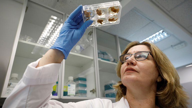 Nuevo objetivo de la ciencia; elaborar carne sintética de alta tecnología