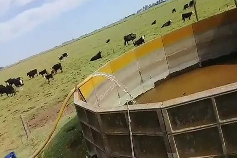 “Todo seco”: compran agua para que no se mueran las vacas