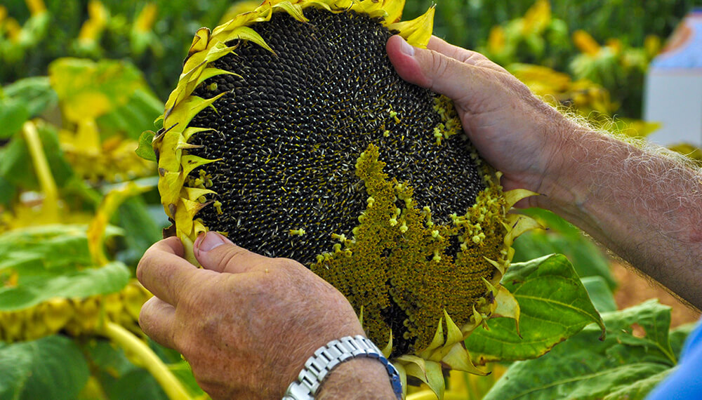 Aceite de girasol, el precio en Argentina aumento 179% por la crisis productiva mundial