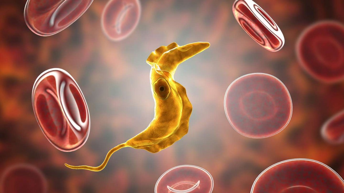 Se conmemora el Día Internacional de la Lucha contra la Enfermedad de Chagas