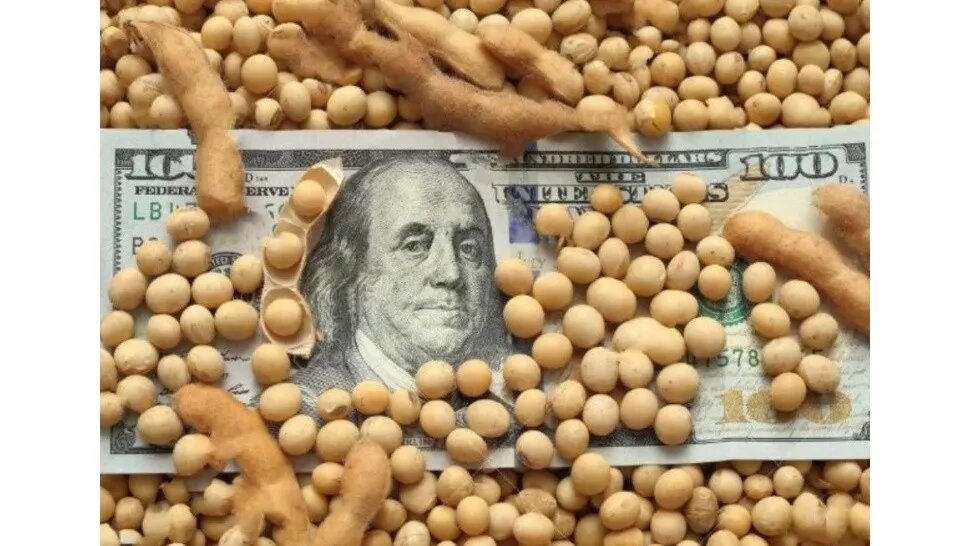 Soja: advierten por nueva caída en la cosecha, aunque se espera un ingreso de dólares por exportaciones