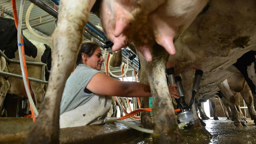 Los tambos del departamento Las Colonias trabajan a pérdida, con precios de quebranto
