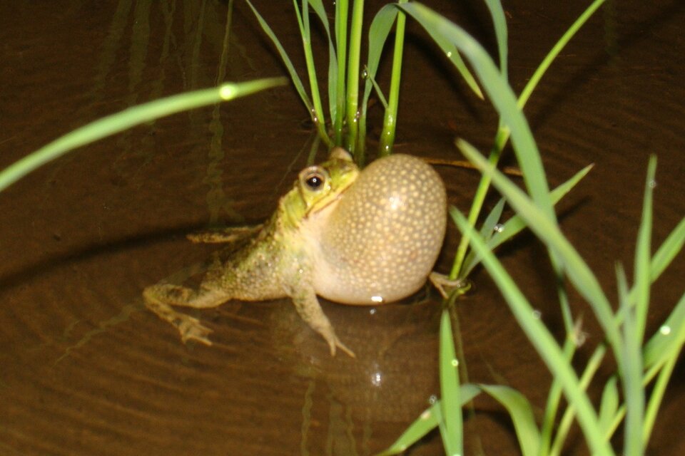 Agroquímicos en Santa Fe: detectaron malformaciones en anfibios de zonas arroceras fumigadas
