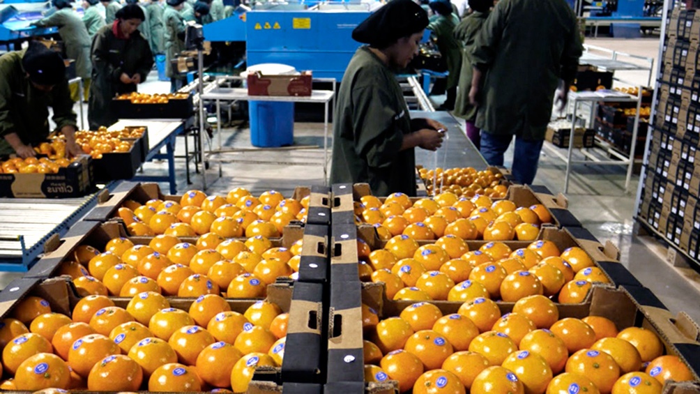 Exportaciones: la Unión Europea reabre su mercado para los cítricos argentinos