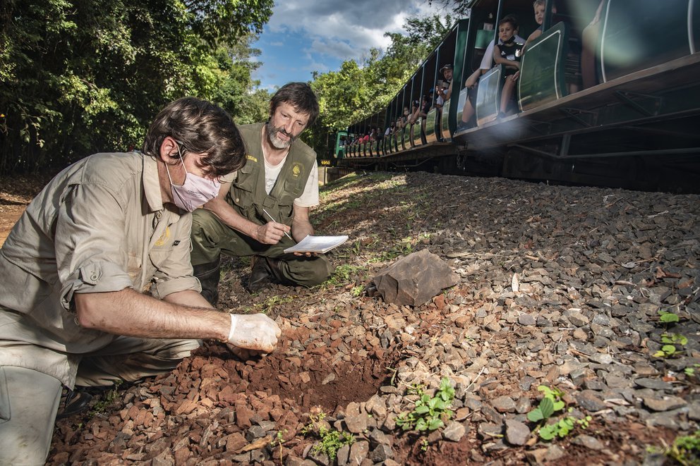 Cómo es el trabajo de un grupo de biólogos que busca preservar a una especie en peligro y clave para el ecosistema en el Parque Nacional Iguazú